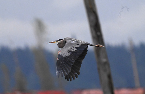 Heron in Flight 3