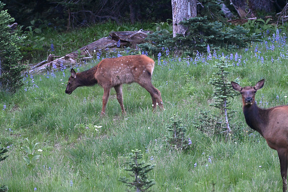 Elk