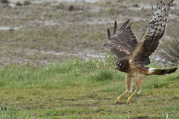 Female N. Harrier Landing