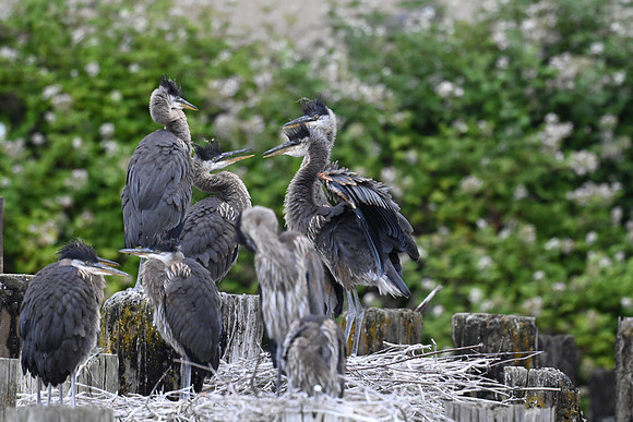 Juvenile Herons