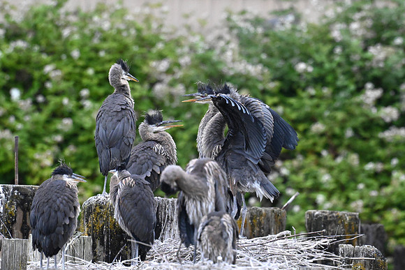 Juvenile Herons 8