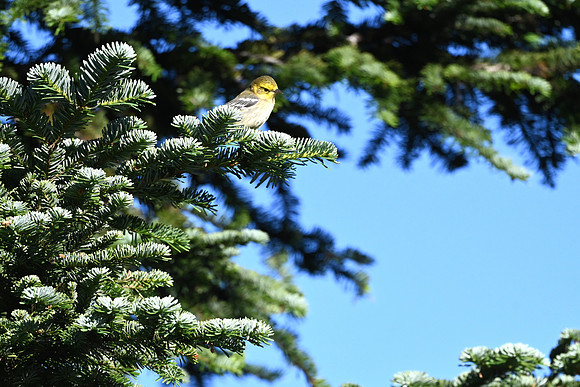 Hermit Warbler