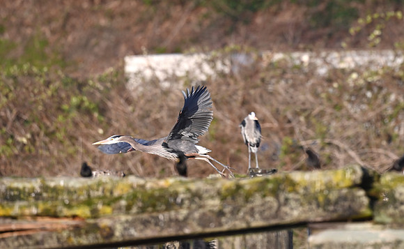 Blue Heron Taking Off