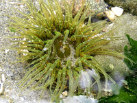 Moon Glow - Buried Anemone
