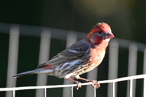 House Finch 4