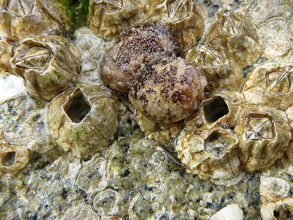 Barnacle-eating Nudibranch