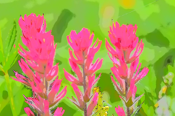 Magenta Paintbrush C