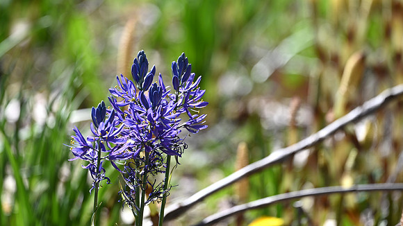 camas