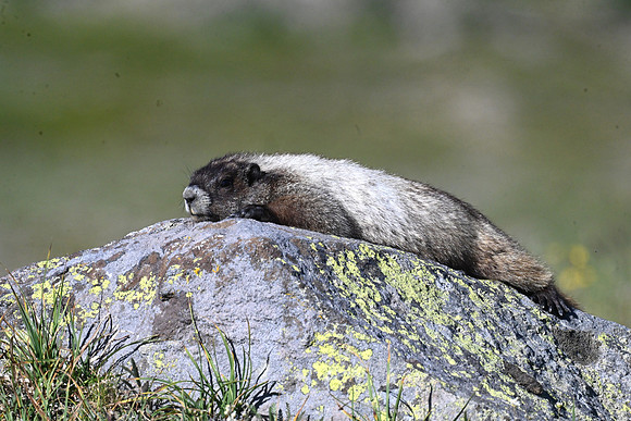 Marmot Siesta