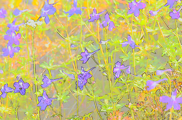 Larkspur 2