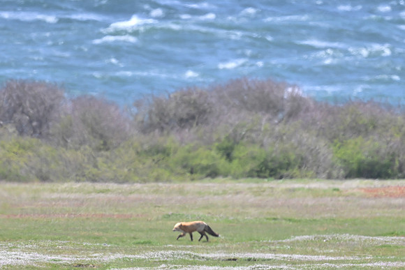 Red Fox of San Juan National Park