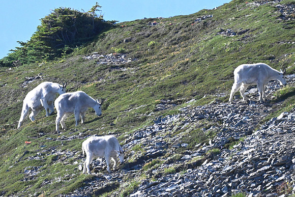 Mt Goats 2