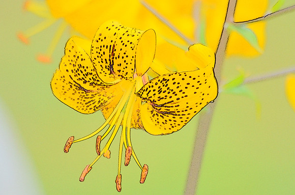 Yellow Tiger Lily B