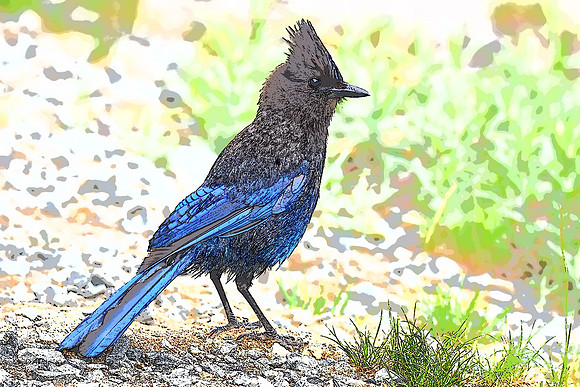 Steller Jay