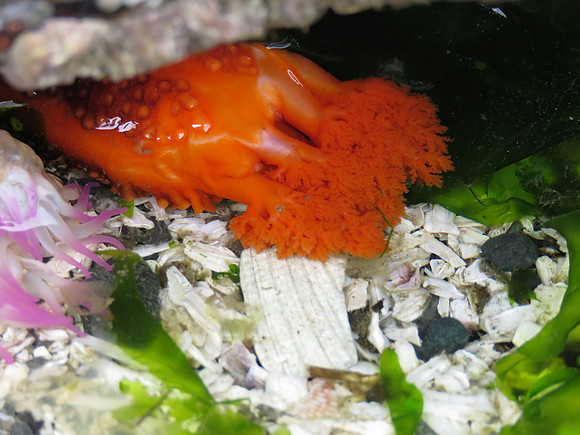 CA Sea Cucumber