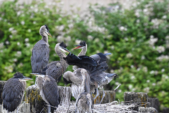 Herons 4