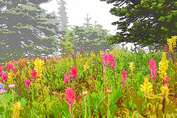 Paradise Meadows C