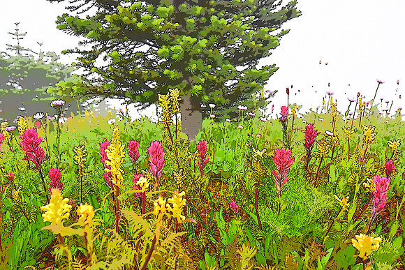 Paradise Meadowa E