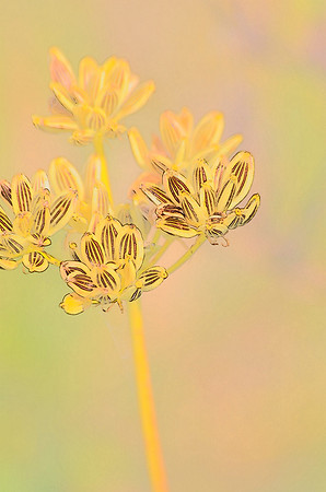 Seedhead