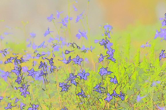 Larkspur