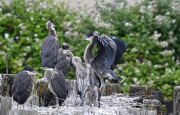 Juvenile Herons 2