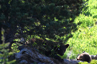 Black Bear sow and cub 3