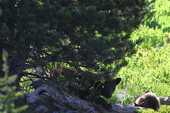 Black Bear sow and cub 3