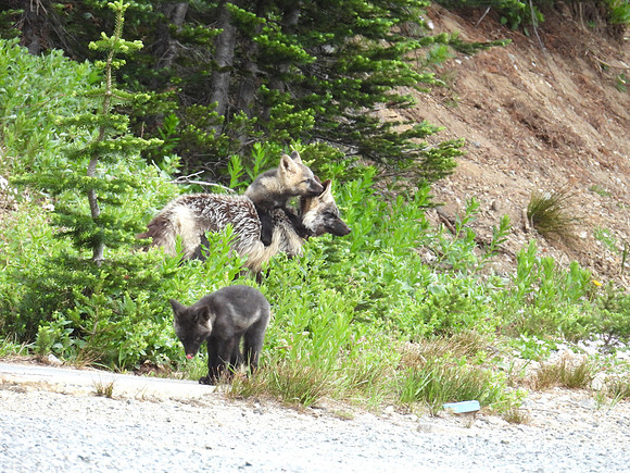 Cascade Foxes 14