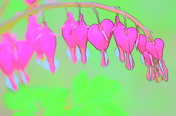 Bleeding Heart