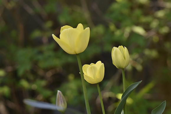 Tulip 2
