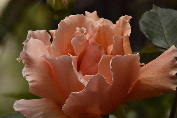 Orange Rose