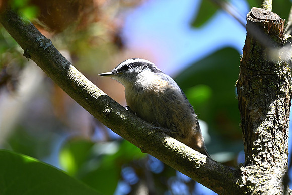 Red-Breasted Nuthatch_4613