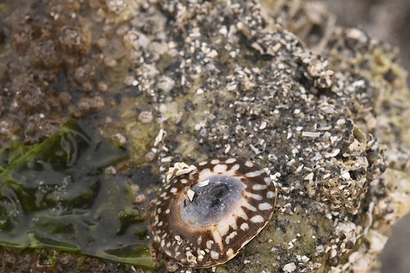 Plate Limpet