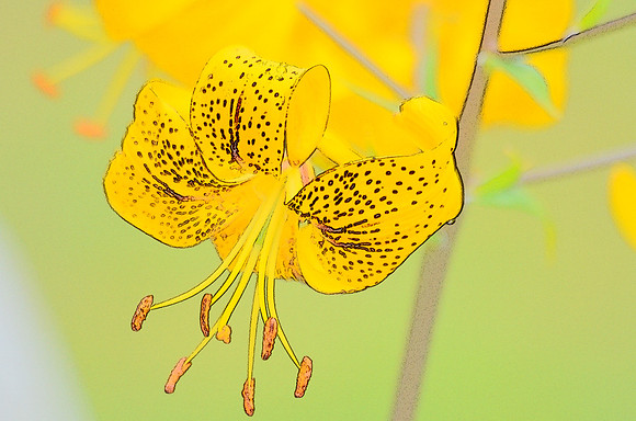 Yellow Tiger Lily