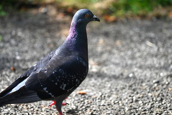 Pigeon