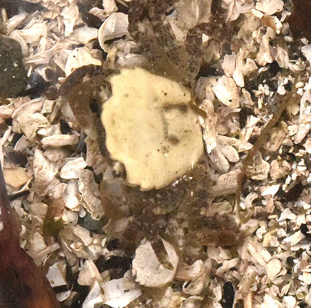 Purple Shore Crab