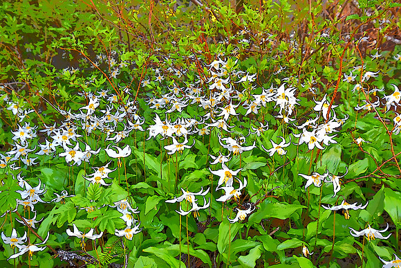 Avalanche lilies B