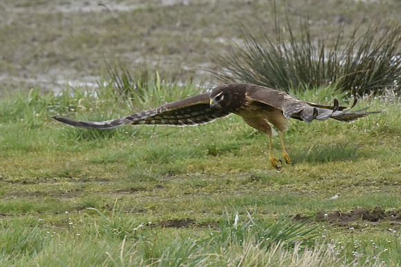 Female Northern Harrier Taking off