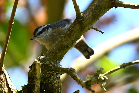 Red-breasted Nuthatch
