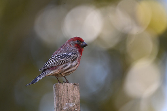 House Finch 4