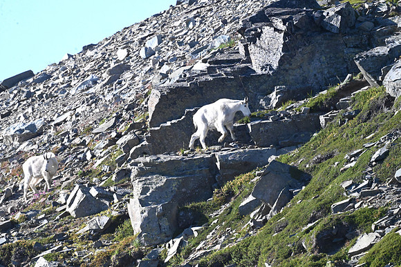 Mt Goat 15