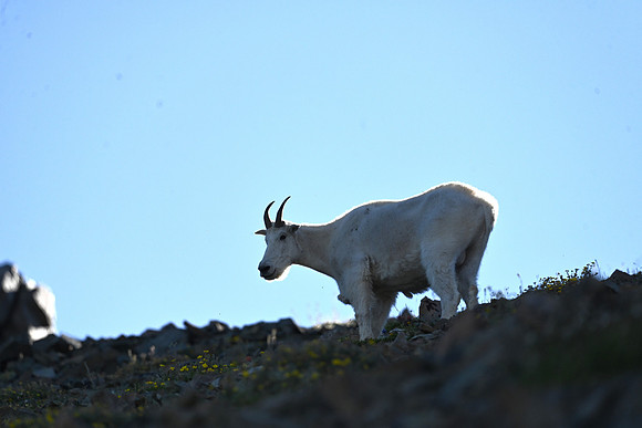 Mt Goat 12