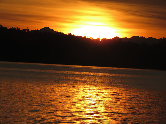 Golden Glow