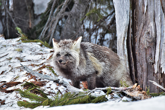 Cascade Fox 406