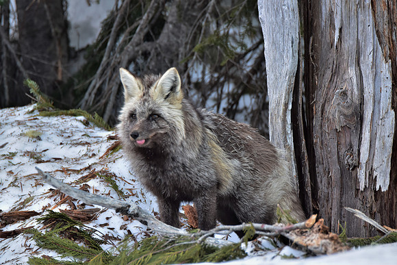 Cascade Fox 417