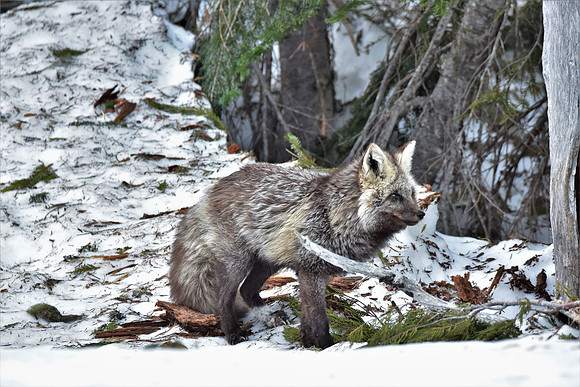Cascade Fox 448