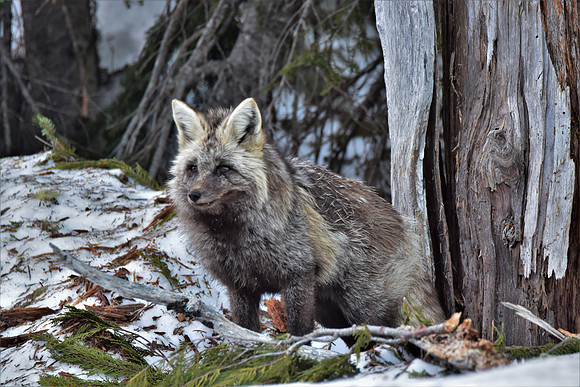 Cascade Fox 416