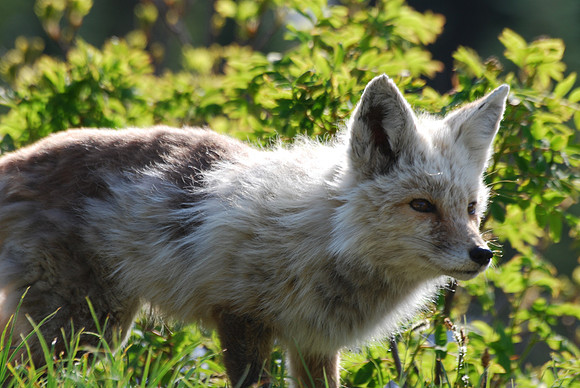 Cascade Fox - light phase