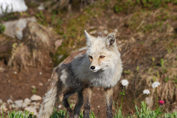 Cascade Fox - light phase