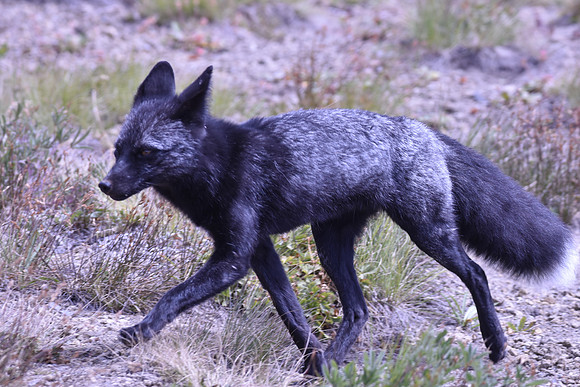 Cascade Fox 2